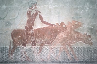 Kvæg, der vade en kanal i Mastaba Chapel of Ti, Old Kingdom (vægmaleri) af Egyptian 5th Dynasty