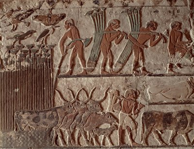 Høst af papyrus og en gruppe køer, Old Kingdom (vægmaleri) af Egyptian 5th Dynasty