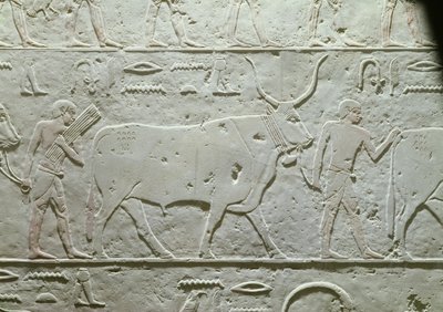 Hyrde leder en tyr, detalje fra Mastaba af Akhethotep, fra Saqqara, Old Kingdom, ca. 2500 f.Kr. (malet kalksten) af Egyptian 5th Dynasty