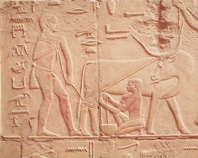 Relief, der viser en mand, der malker en ko, fra Mastaba i Kagemni, Old Kingdom (malet kalksten) af Egyptian 6th Dynasty