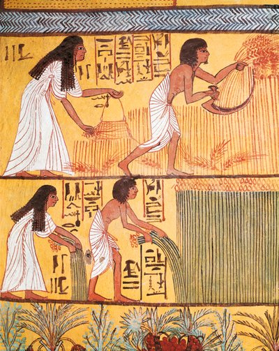 Detalje af en høstscene på østmuren, fra graven i Sennedjem, arbejderlandsbyen af Egyptian Egyptian
