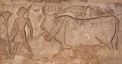Mand trækker en ko, Horus-templet, Edfu af Egyptian Egyptian