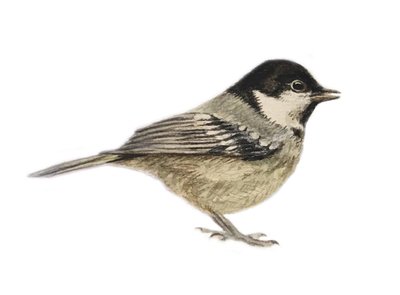 Coal Tit, 2019 (akvarel og blyant) af Eleanor Grafton