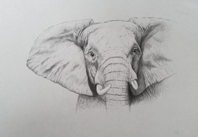 Elephant, 2011 (akvarel og blyant på papir) af Eleanor Grafton