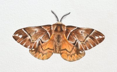 Kentish Glory Moth, 2023 af Eleanor Grafton