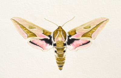 Spurge Hawk Moth, 2023 (akvarel) af Eleanor Grafton