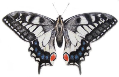 Swallowtail, 2012 (akvarel og blyant) af Eleanor Grafton