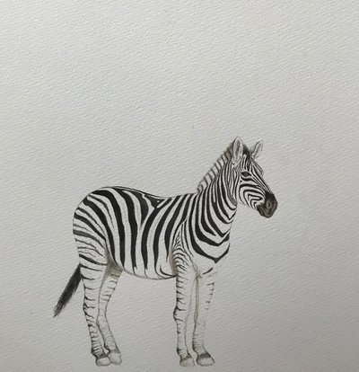 Zebra, 2018 (akvarel, blyant og maling) af Eleanor Grafton