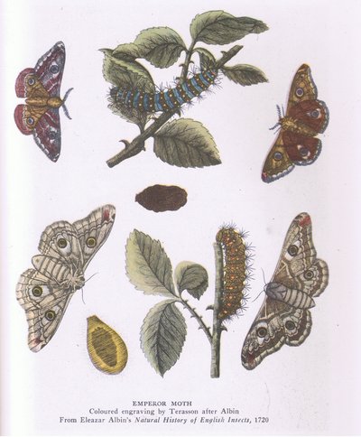 Emperor Moth, Nature in Britain udgivet af Collins af Eleazar (after) Albin