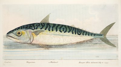Makrellen, fra A Treatise on Fish and Fish-damme, pub. 1832 (håndfarvet gravering) af Eleazar Albin