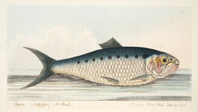 The Shad, fra A Treatise on Fish and Fish-damme, pub. 1832 (håndfarvet gravering) af Eleazar Albin