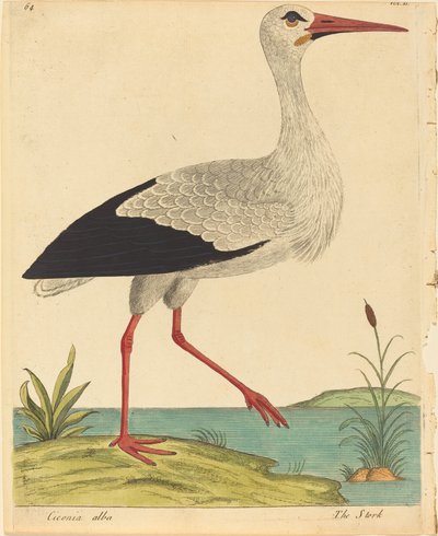 Storken Ciconia Alba, udgivet 17311738. af Eleazar Albin