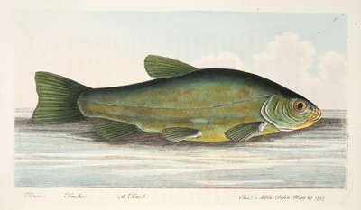 The Tench, fra A Treatise on Fish and Fish-damme, pub. 1832 (håndfarvet gravering) af Eleazar Albin