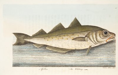 The Whiting, fra A Treatise on Fish and Fish-damme, pub. 1832 (håndfarvet gravering) af Eleazar Albin
