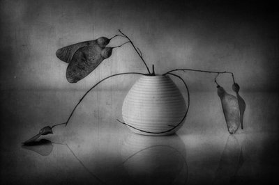 Minimalistisk botanisk stilleben af Elena Arjona