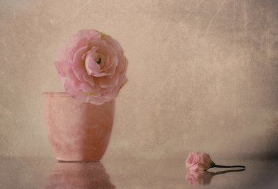 Blomstrende ranunkler i blødt rosa af Elena Arjona