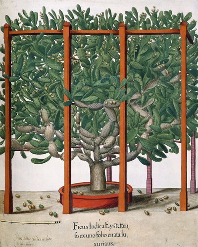 Ficus Indica Eystetten fis ex uno Folio Enata lu Xurians, 1613 af Elias Gottleib Haussmann