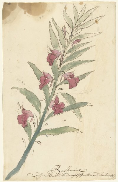 balsemi af Elias van Nijmegen