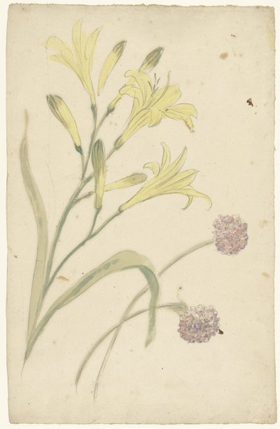 Blomsterstudier af en gul lilje og et blomstrende løg af Elias van Nijmegen