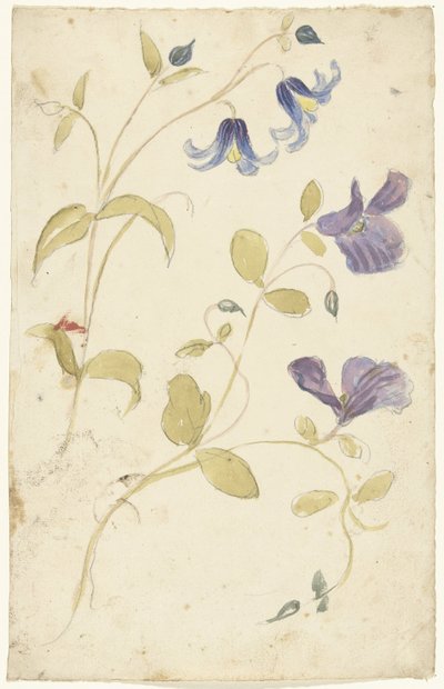 Studier af lilla og blå blomster af Elias van Nijmegen