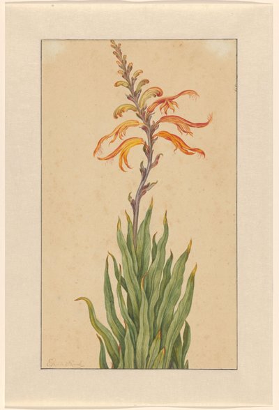 Crocosmia (Montbretia) af Elias van den Broeck (signed by artist)