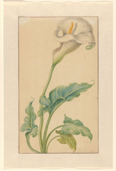 Hvid arron stilk af Elias van den Broeck (signed by artist)