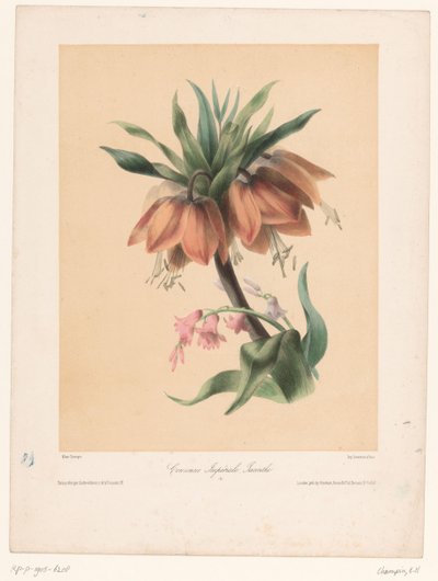 Kejserkrone og Hyacint Couronne Impériale, Jacinthe (titel på objekt) af Elisa Honorine Champin