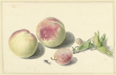 Fersken, nødder, en blomme og en flue af Elisabeth Geertruida van de Kasteele