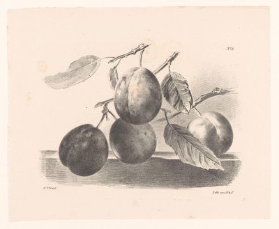 Pruimen aan takken Principper for blomster og frugter for begyndere (serietitel) af Elise Therèse Daiwaille