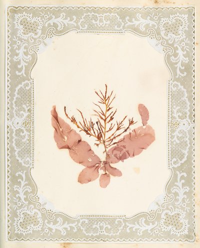 Tang af Eliza A. Jordson