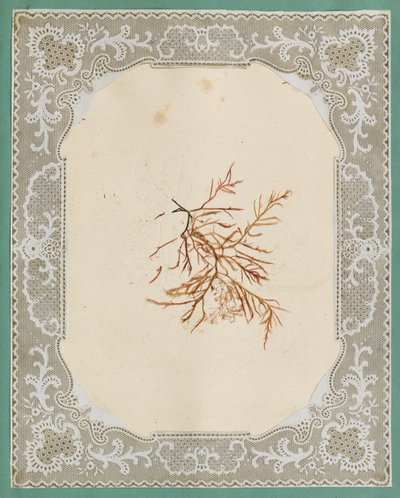 Tang af Eliza A. Jordson