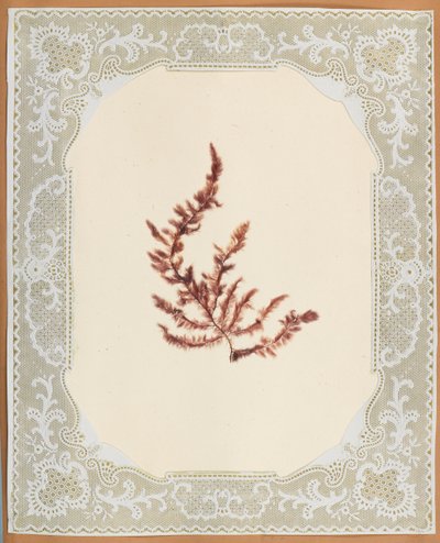Tang af Eliza A. Jordson