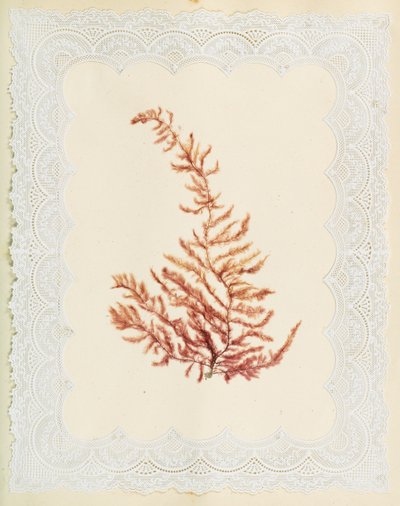 Tang af Eliza A. Jordson