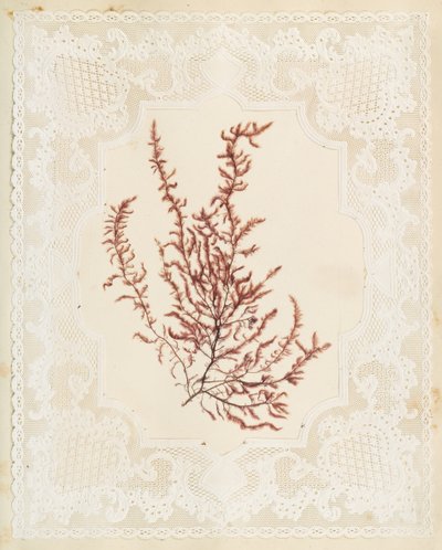 Tang af Eliza A. Jordson