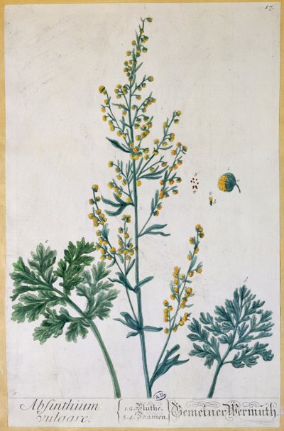 Absinthe, plade fra "Herbarium Blackwellianum" af kunstneren, 1757 (farvestik) af Elizabeth Blackwell