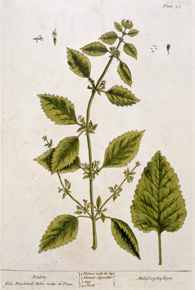 Balsam, tallerken 27 fra 