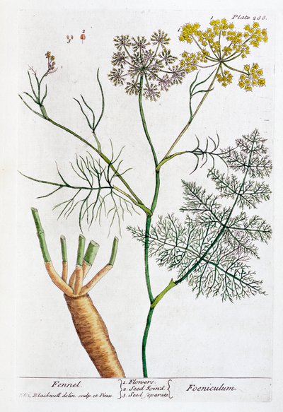 Fennikel, 1782 af Elizabeth Blackwell