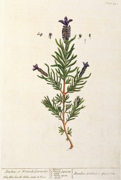 Fransk lavendel, tallerken 241 fra 