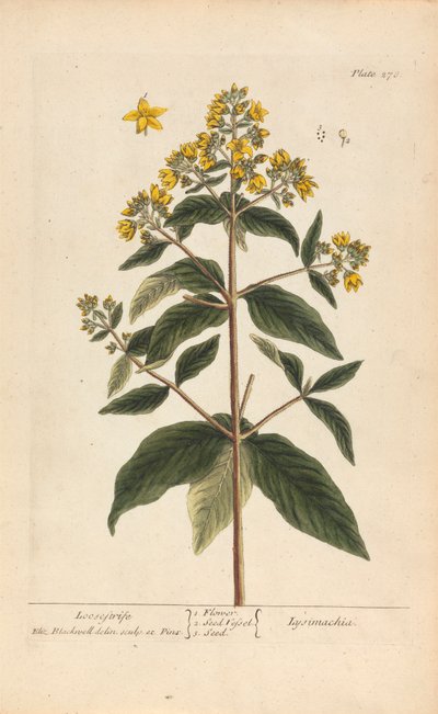 Lysimachia (Loosestrife), plade 278 fra 