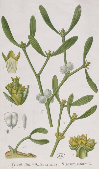 Mistelten, fra "A Curious Herbal", udgivet i Nürnberg i 1757 af Elizabeth Blackwell