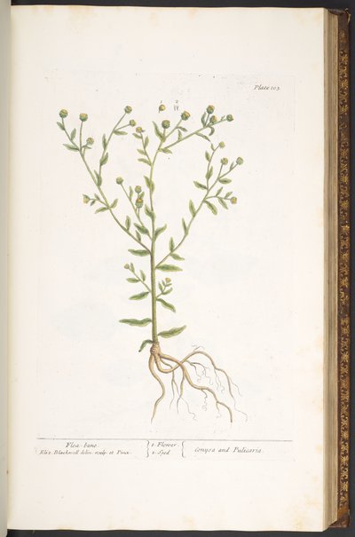Tallerken 103, fra 