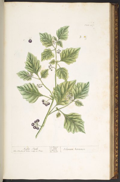 Tallerken 107, Night Shade, fra 