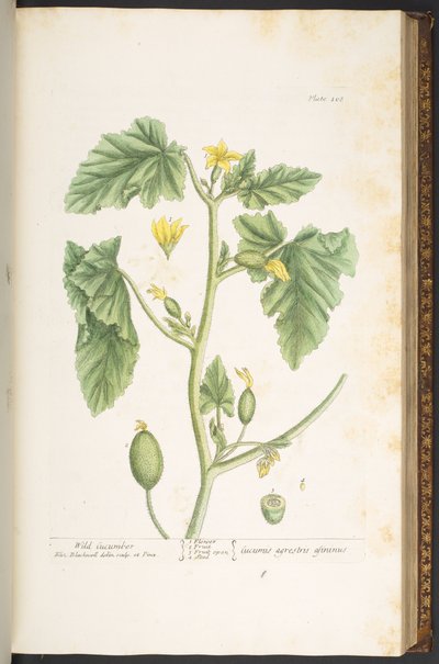 Tallerken 108, fra 