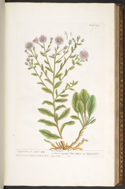 Tallerken 109, fra 