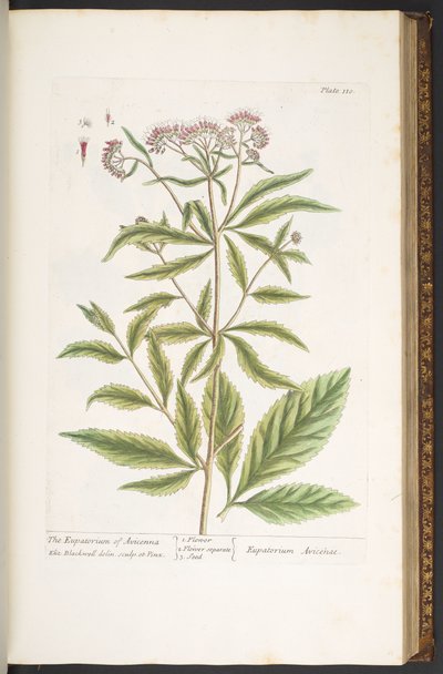 Tallerken 110, fra 