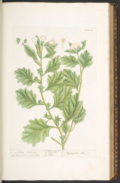 Tallerken 111, fra 