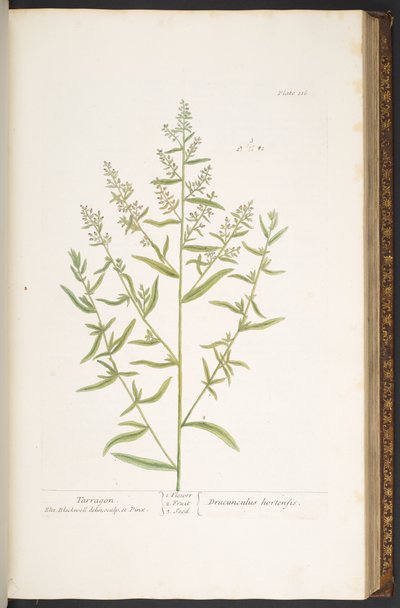 Tallerken 116, fra 