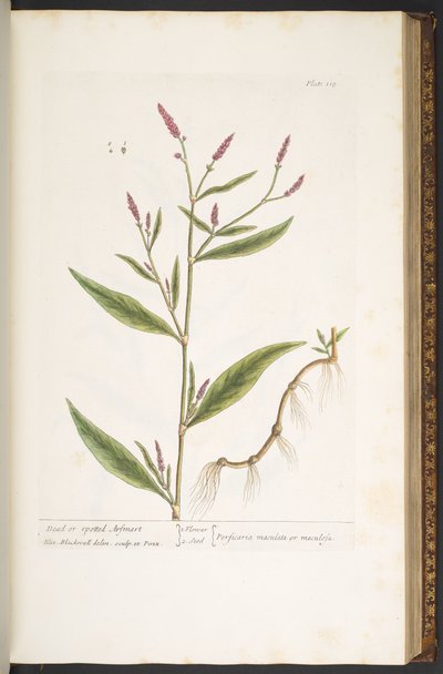 Tallerken 118, fra 