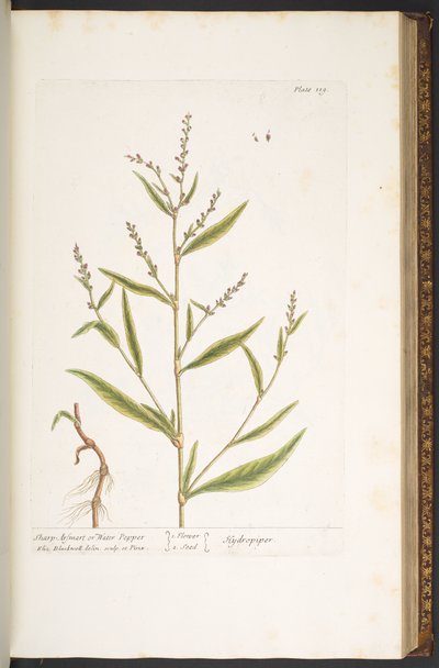 Tallerken 119, Sharp Arsmart, eller vandpeber, fra 