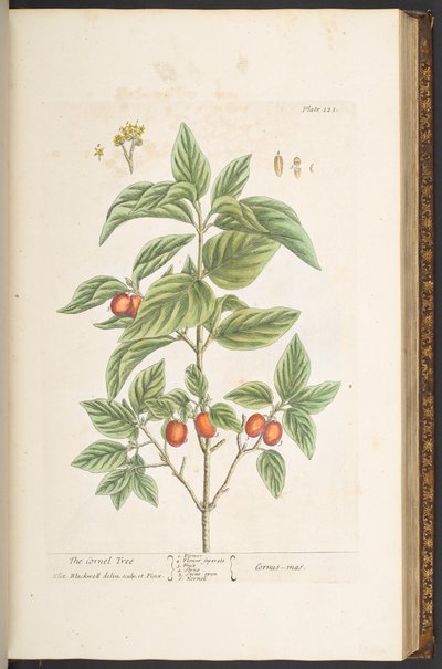 Tallerken 121, fra 